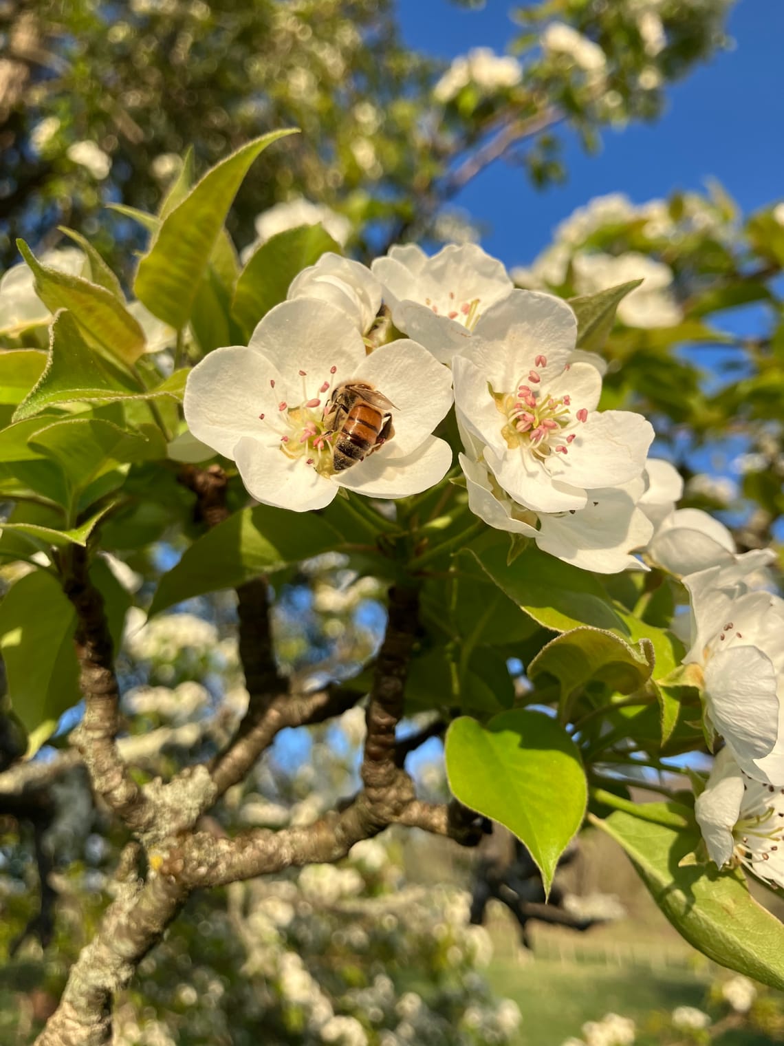 Davina @ Ancramdale 9/30/25