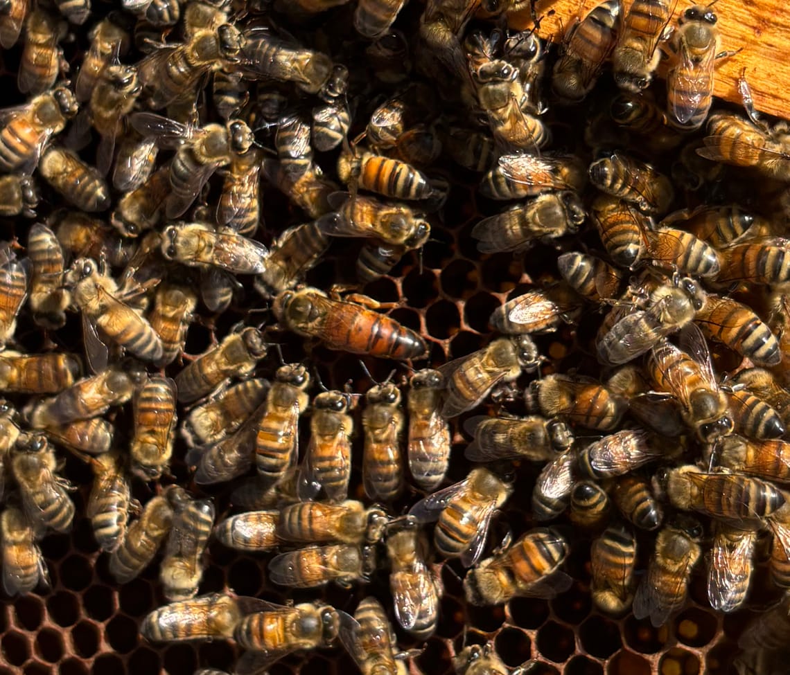 Freestyle @ Silver Brothers Distillery in Old Chatham NY