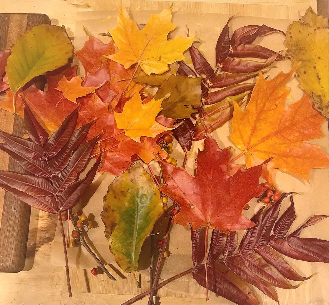 Harvest week at PS29 Brooklyn