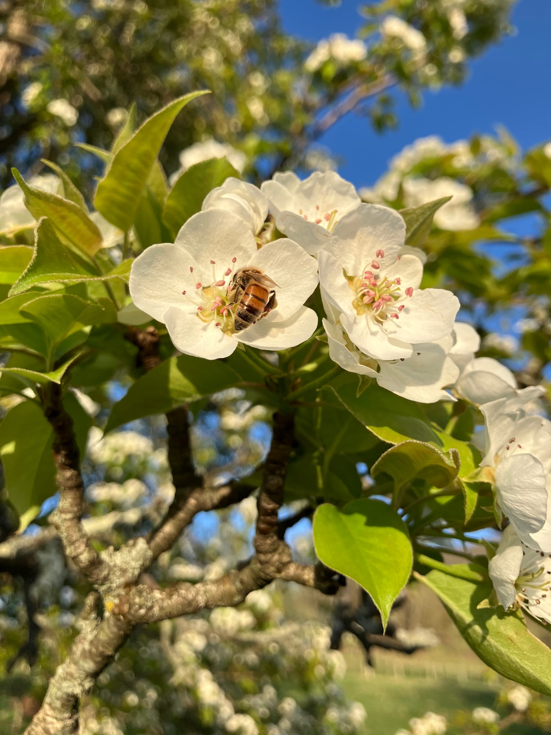 Davina @ Ancramdale 9/30/25