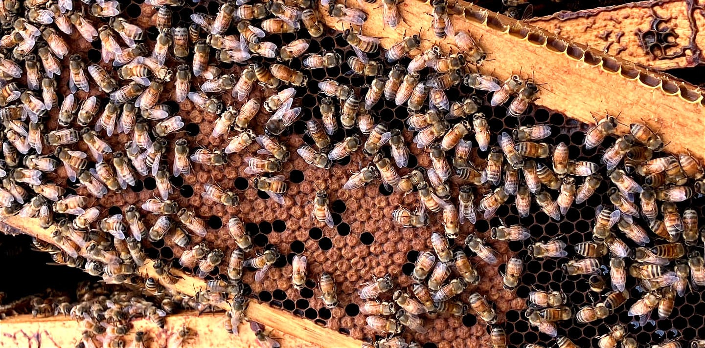 Testimonial - Berkshire landowners James and Emily